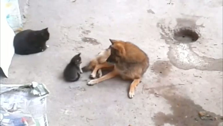 Až uvidíte reakci tohoto psa na kočičí mámu s miminem, totálně vás dostane!