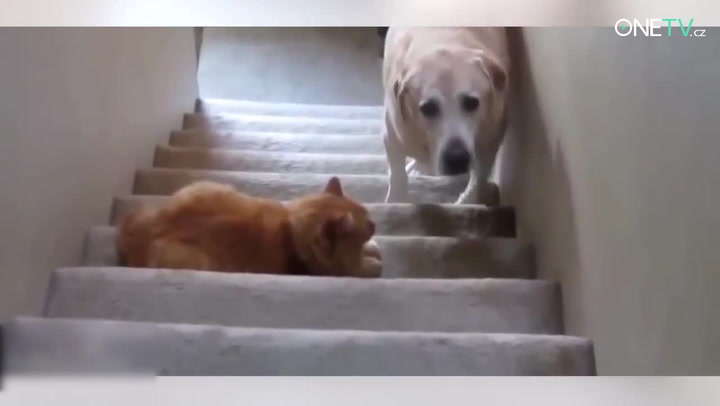 Vrchol roztomilosti: Jak to dopadá, když se psům moc nedaří!