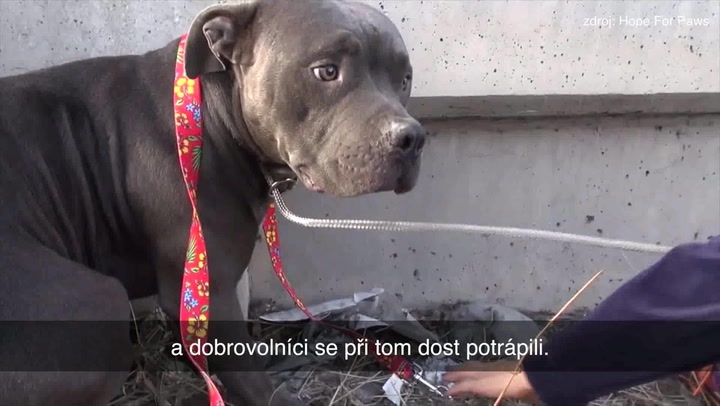 Páníček ho vykopl z auta na dálnici: Příběh tohoto pitbulla vás dostane!