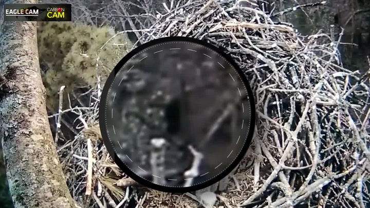 Kamera v národním parku zachytila kromě ptáčat i něco děsivého. Je tohle důkaz o existenci Yetiho?