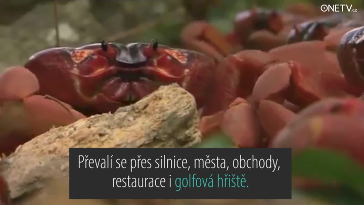 To je masakr: 120 milionů krabů putuje 8 kilometrů za láskou!