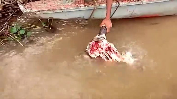 Z tohoto videa jde mráz po zádech. Jak se krmí dravé piraně?