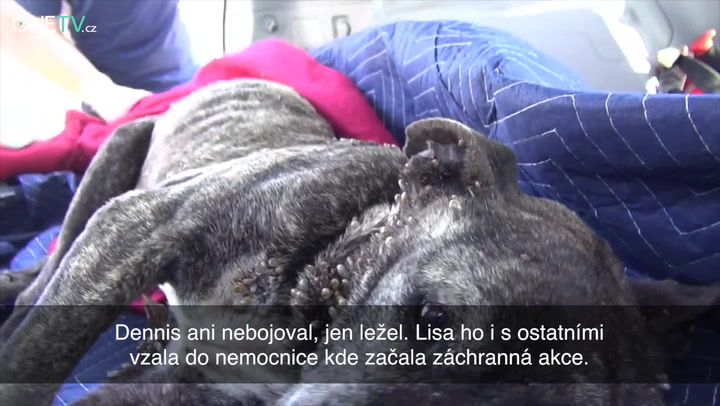 Nic smutnějšího jste neviděli: Sledujte příběh zbídačeného Dennise!