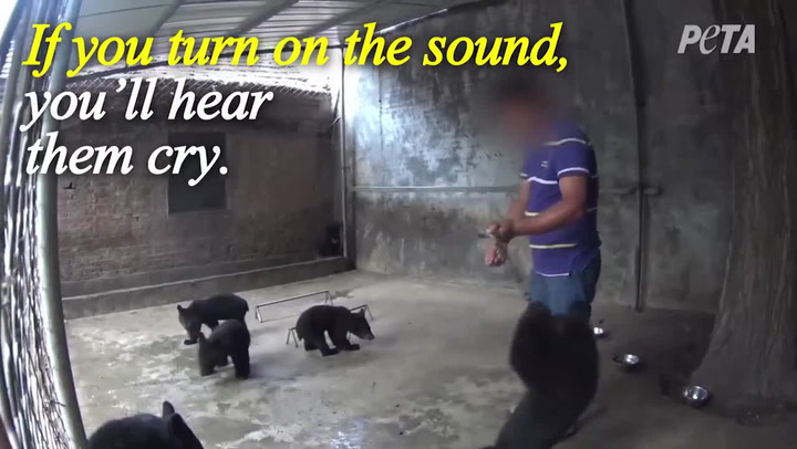 Kvůli pár minutám lidské zábavy trpí tihle medvídci v cirkusu! A my tam ještě vodíme naše děti