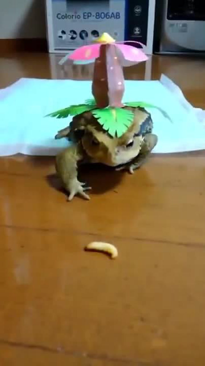 MILOVNÍCI POKÉMONŮ POZOR! Tohle video přesně pro vás ovládlo sociální sítě