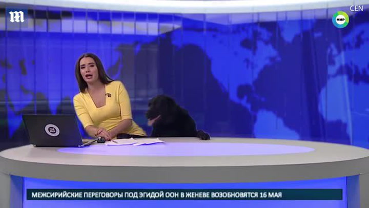 Štěně Labradora si chtělo užít svoji chvilku slávy. Vydalo se přímo do živého vysílání televize!
