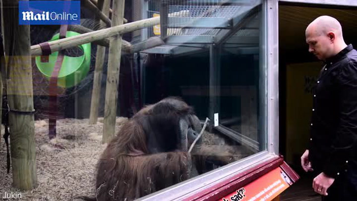Muž předvedl karetní trik orangutanovi. Jeho nefalšovaná radost vás dostane