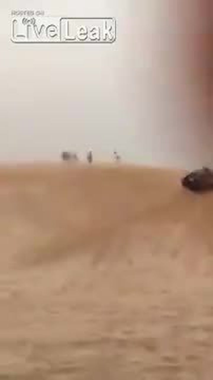 Saudští milionáři se zase chovali v poušti jako zvěř. Jeden málem zemřel, natočila to kamera