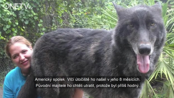 Tohoto podivného psa vyhodili se zlomenou nohou na ulici. Když mu udělali testy, nestačili se divit