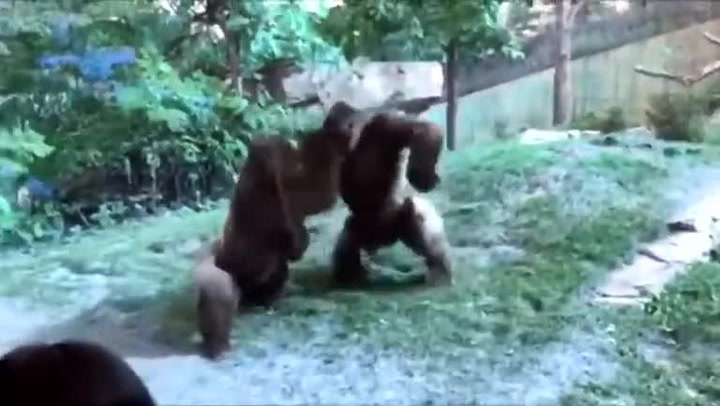 Dva gorilí samci se brutálně poprali přímo před návštěvníky ZOO. Z toho jde strach!
