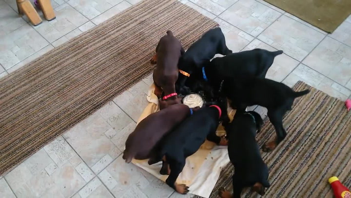 Znáte něco roztomilejšího? Podívejte se, co dělá při krmení tahle banda štěňátek!