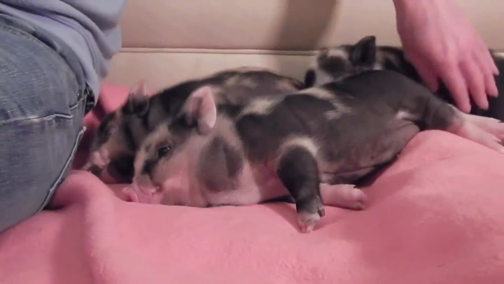 Miniprasátka jsou světovým hitem. Až uvidíte tohle video, budete jedno chtít taky