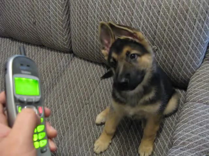 Tahle reakce vás dostane! Štěně německého ovčáka poprvé slyší zvonit telefon