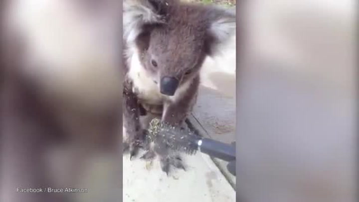 Zoufalá koala přišla až do domu, potřebovala pomoci. Tohle je nejroztomilejší video světa!