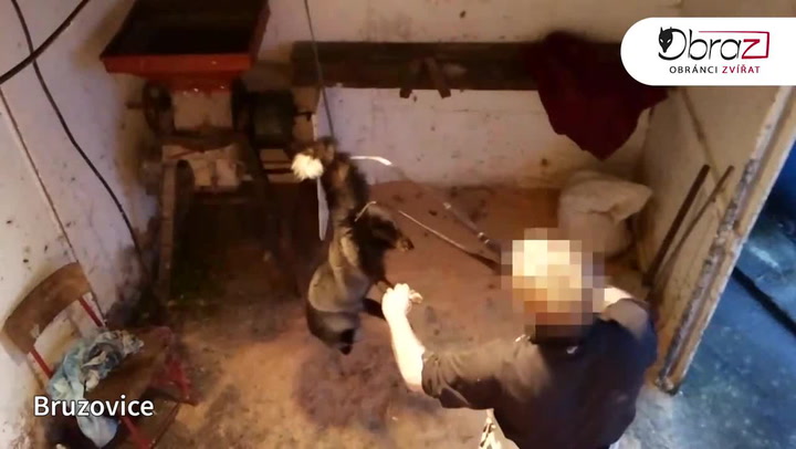 Otřesné záběry utrpení zvířat. Tohle se děje v Česku na kožešinových farmách!