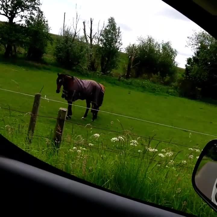 Kůň metalista? Neuvěříte, co natočila parta kamarádů v ohradě u silnice
