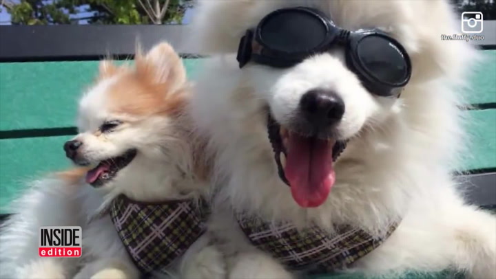 Nejdojemnější video měsíce. Tenhle pejsek vodí svého nevidomého kamaráda na výlety!