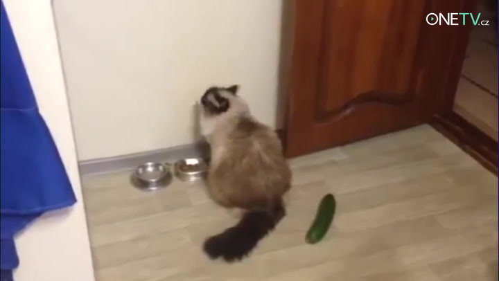 Kočky VS Okurky: Výbuch smíchu zaručen!