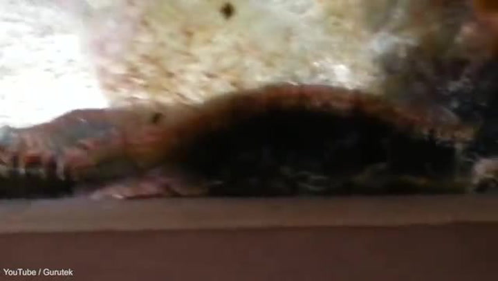 Neuvěříte, co muž objevil v akváriu s rybami. Tohle fakt nechcete zažít