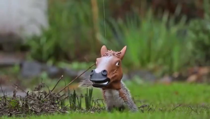 Tohle video vám tutově zlepší den. Nejvitpnější zvířecí video měsíce