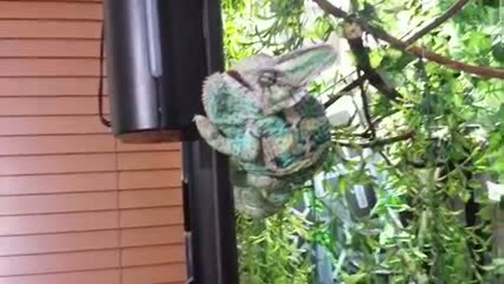 Chameleon by měl být mírumilovné zvíře, tenhle ale mezi ně rozhodně nepatří