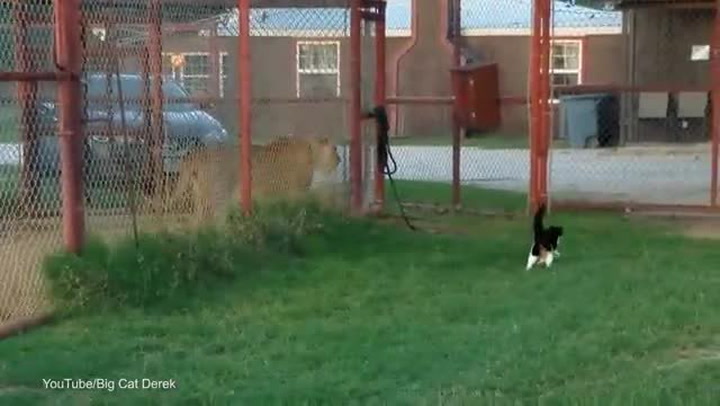 Na velikosti nezáleží! Odvážná domácí kočka se postavila obří lvici, video baví internet