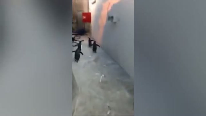 Tahle scéna je jako vystřižená z Madagaskaru! Parta tučňáků prchá ze ZOO jako profíci