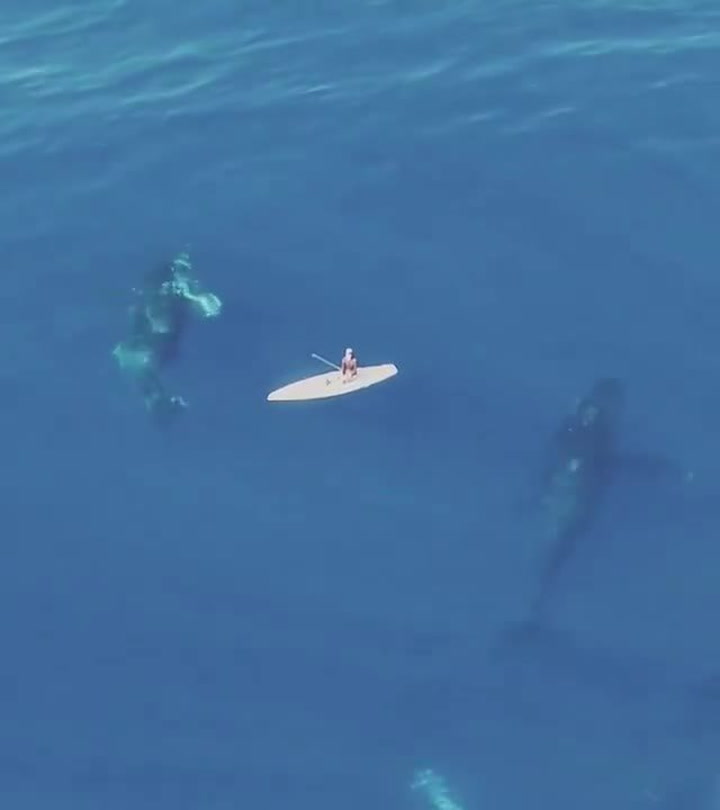 Jel si v klidu na paddleboardu najednou přestal dýchat. Objevila se pod ním obří kosatka!