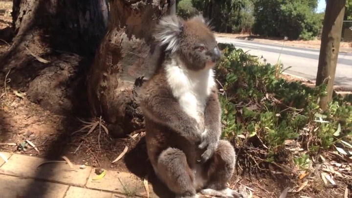 Tohle je nejvtipnější bitka, kterou jste dnes viděli! Dvě koaly svádí souboj o strom