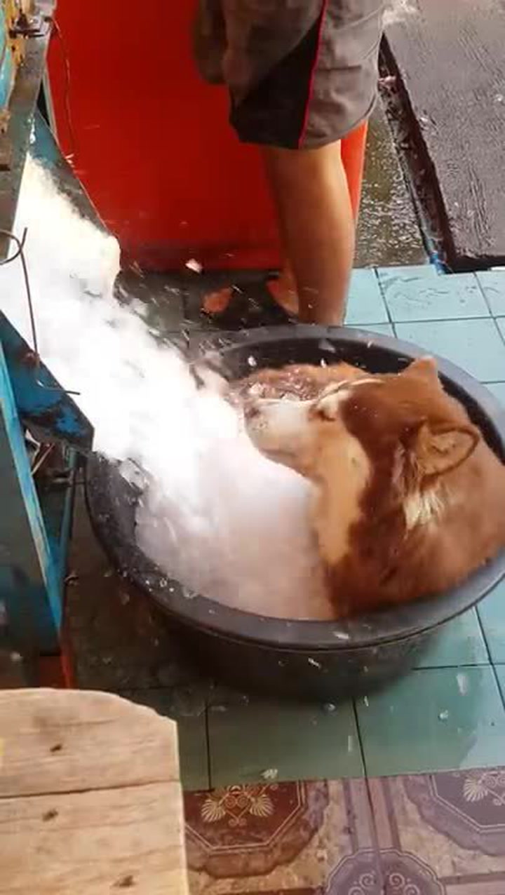 Jak se chladí husky v létě? Tohle video se stalo hitem internetu!