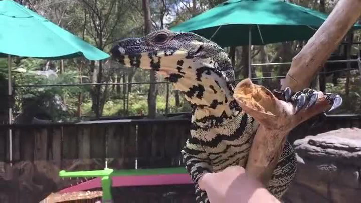 Když ošetřovatel přichází do práce, podá si ruku se všemi zvířátky. Z videa je obrovský virální hit