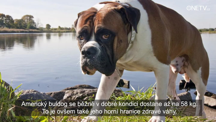 Pozor na psí nadváhu! Pokud váš mazlíček překročí tento limit, máte problém