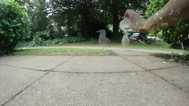 Tenhle pták je neskutečně chytrý. Složitou hádanku vyřeší během pár vteřin