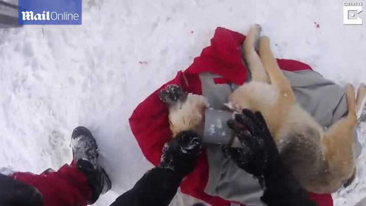Krutý majitel navlékl psovi na krk plastovou trubku a opustil ho. Podívejte se na záchranu od obětavého veterináře