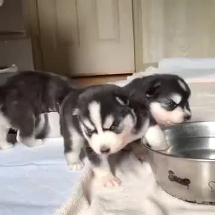 Štěňátka huskyho, která se učí pít vodu, jsou to nejlepší, co dnes uvidíte!