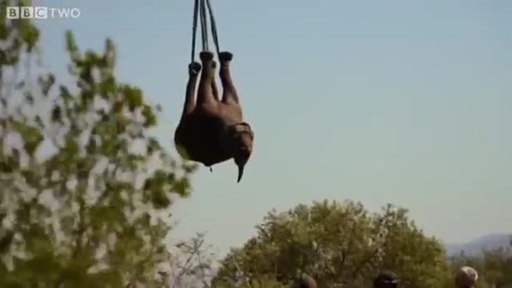 Neuvěřitelný způsob přepravy nosorožců v Africe. Vrtulníkem a nohama nahoru!