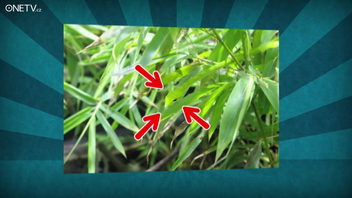 Je skoro nemožné zvládnout tento test na 100%: Vyzkoušejte, jak dobrý máte zrak i postřeh!