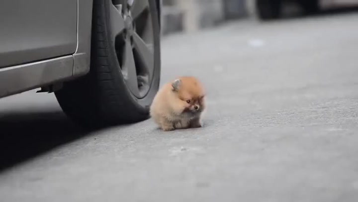 Až uvidíte tohle štěně, nebudete věřit, že opravdu existuje. Tak moc je roztomilé!