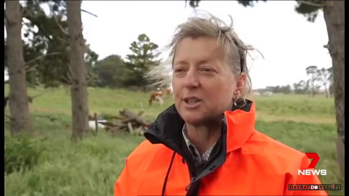 Největší kráva na světě se jmenuje Big Moo! Monstrózní stvoření je miláček, tvrdí panička