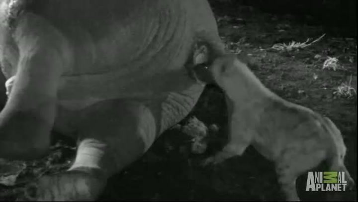 Ve zvířecí říši se dějou věci: Hyena strčila celou hlavu do řiti mrtvého slona!