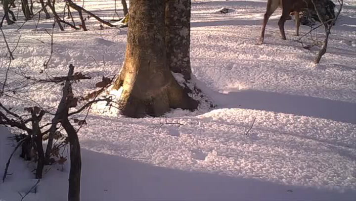 Unikátní video ukazuje příběh jednoho stromu za jeden rok. Stalo se hitem sociálních sítí