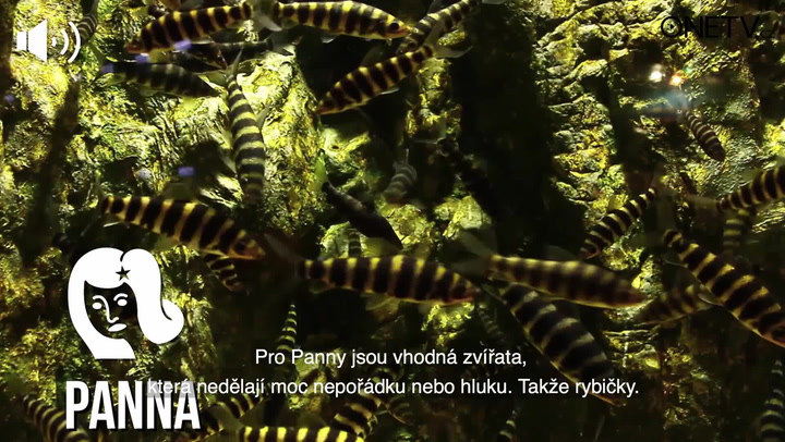 Jaké zvíře si pořídit? Kozorozi milují fretky, Panně svěřte raději jenom rybičky!