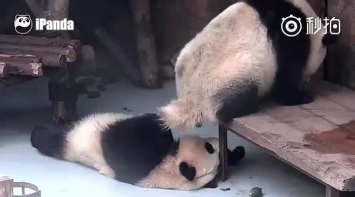 Pandy a vznešená zvířata? Po tomhle videu budete na vážných pochybách!