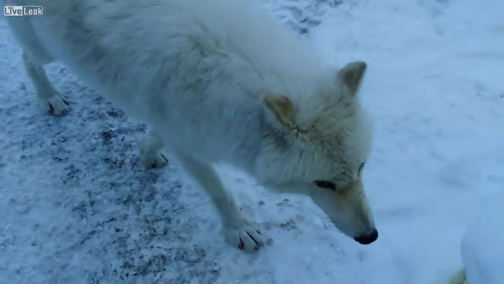 Z tohoto videa mrazí! Chlapík si natočil, jak ho přišli prozkoumat polární vlci!