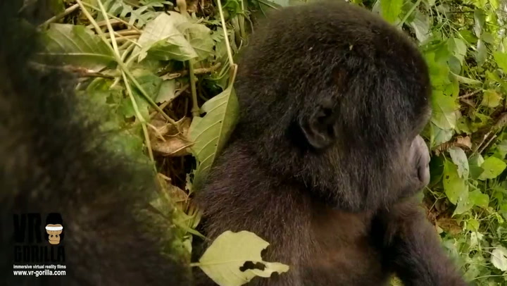 Gorila našla v džungli kameru a okamžitě si natočila selfie video, které musíte vidět