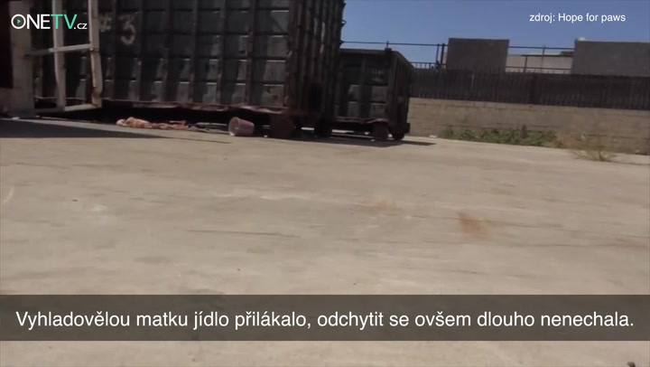 Příběh opuštěné feny a jejích dvou štěňátek vás rozpláče: Jak tohle dopadlo?